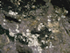 Image: [Chthamalus] spp. and [Lichina pygmaea] on steep exposed upper eulittoral rock