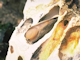 [Fucus serratus] and piddocks on lower eulittoral soft rock