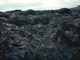 Image: [Fucus serratus] on sheltered lower eulittoral rock