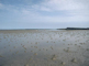 Image: [Nephtys cirrosa] - dominated littoral fine sand