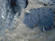 Image: [Hediste diversicolor] and [Streblospio shrubsolii] in littoral sandy mud