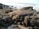[Sabellaria alveolata] reefs on sand-abraded eulittoral rock