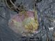 [Laminaria digitata], ascidians and bryozoans on tide-swept sublittoral fringe rock