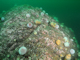 Grazed [Saccharina latissima] with [Echinus], brittlestars and coralline crusts on sheltered infralittoral rock
