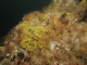Image: [Balanus crenatus] and [Tubularia indivisa] on extremely tide-swept circalittoral rock