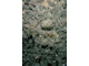 Image: Polyclinum aurantium and Flustra foliacea on sand-scoured tide-swept moderately wave-exposed circalittoral rock