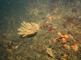 Image: [Flustra foliacea] and [Haliclona (Haliclona) oculata] with a rich faunal turf on tide-swept circalittoral mixed substrata