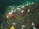 Image: Sponges and anemones on vertical circalittoral bedrock