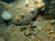 Fragile sponge and anthozoan communities on subtidal rocky habitats