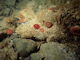 [Urticina felina] and sand-tolerant fauna on sand-scoured or covered circalittoral rock