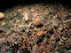 Image: Phymatolithon calcareum maerl beds in infralittoral clean gravel or coarse sand