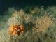 Fragile sponge and anthozoan communities on subtidal rocky habitats