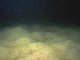 [Arenicola marina] in infralittoral mud