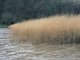 Image: [Phragmites australis] swamp and reed beds
