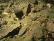 [Ocnus planci] aggregations on sheltered sublittoral muddy sediment