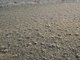 Image: [Echinogammarus incertae sedis planicrurus] in mid shore well-sorted gravel or coarse sand