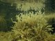 Mixed fucoids, [Chorda filum] and green seaweeds on reduced salinity infralittoral rock