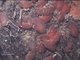 Image: Ascidia mentula