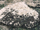 Image: <i>Osmundea pinnatifida</i> on moderately exposed mid eulittoral rock