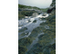 Ascophyllum nodosum, sponges and ascidians on tide-swept mid eulittoral rock