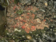 <i>Fucus serratus</i>, sponges and ascidians on tide-swept lower eulittoral rock