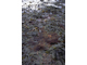 Image: [Fucus serratus] on moderately exposed lower eulittoral rock