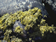 Image: <i>Pelvetia canaliculata</i> on sheltered littoral fringe rock