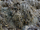 Image: [Ascophyllum nodosum] on full salinity mid eulittoral rock