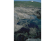 Image: [Bifurcaria bifurcata] in shallow eulittoral rockpools