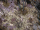 Image: [Laminaria digitata] and under-boulder fauna on sublittoral fringe boulders