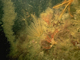 Image: <i>Laminaria hyperborea</i> forest, foliose red seaweeds and a diverse fauna on tide-swept upper infralittoral rock