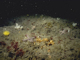 Image: Mixed turf of bryozoans and erect sponges with [Dysidia fragilis] and [Actinothoe sphyrodeta] on tide-swept wave-exposed circalittoral rock