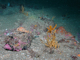 Image: Bryozoan turf and erect sponges on tide-swept circalittoral rock