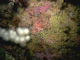 Image: [Corynactis viridis] and a mixed turf of crisiids, [Bugula], [Scrupocellaria], and [Cellaria] on moderately tide-swept exposed circalittoral rock