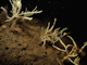 Image: [Caryophyllia (Caryophyllia) smithii], [Swiftia pallida] and large solitary ascidians on exposed or moderately exposed circalittoral rock