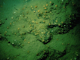 Image: [Caryophyllia (Caryophyllia) smithii] with faunal and algal crusts on moderately wave-exposed circalittoral rock