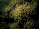 Image: Dense brittlestars with sparse [Ascidia mentula] and [Ciona intestinali]s on sheltered circalittoral mixed substrata