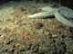 Image: [Mediomastus fragilis], [Lumbrineris] spp. and venerid bivalves in circalittoral coarse sand or gravel