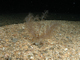 Image: <i>Neopentadactyla mixta</i> in circalittoral shell gravel or coarse sand