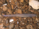 Image: <i>Branchiostoma lanceolatum</i> in circalittoral coarse sand with shell gravel