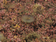 Image: <i>Lithothamnion corallioides</i> maerl beds on infralittoral muddy gravel