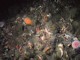[Modiolus modiolus] beds with [Mimachlamys varia], sponges, hydroids and bryozoans on slightly tide-swept very sheltered circalittoral mixed substrata