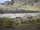 [Verrucaria maura] on littoral fringe rock
