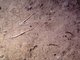 Image: [Amphiura filiformis], [Kurtiella bidentata] and [Abra nitida] in circalittoral sandy mud