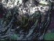 Image: [Alaria esculenta], [Mytilus edulis] and coralline crusts on very exposed sublittoral fringe bedrock