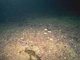 [Phymatolithon calcareum] maerl beds with [Neopentadactyla mixta] and other echinoderms in deeper infralittoral clean gravel or coarse sand