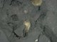 Image: <i>Echinocardium cordatum</i> and <i>Ensis</i> spp. in lower shore and shallow sublittoral slightly muddy fine sand