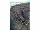 Image: [Ceramium] sp. and piddocks on eulittoral fossilised peat