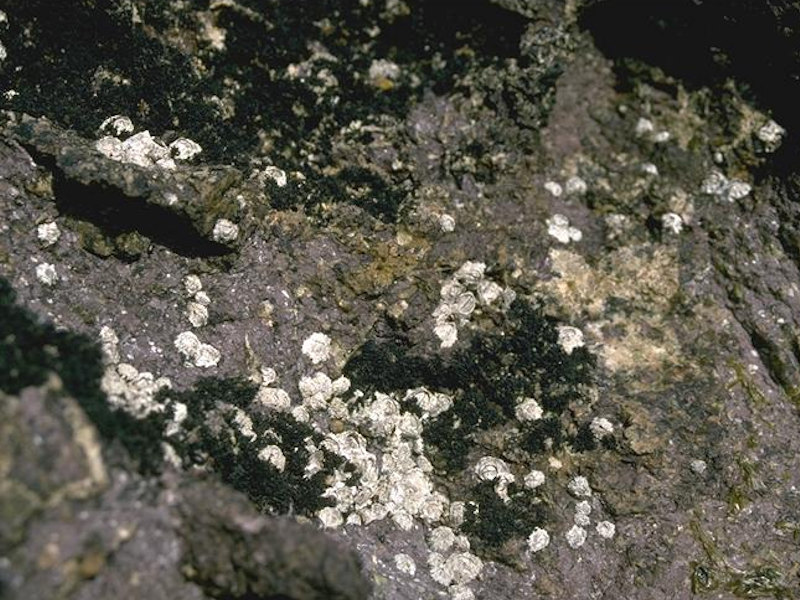Chthamalus spp. and Lichina pygmaea on steep exposed upper eulittoral rock.