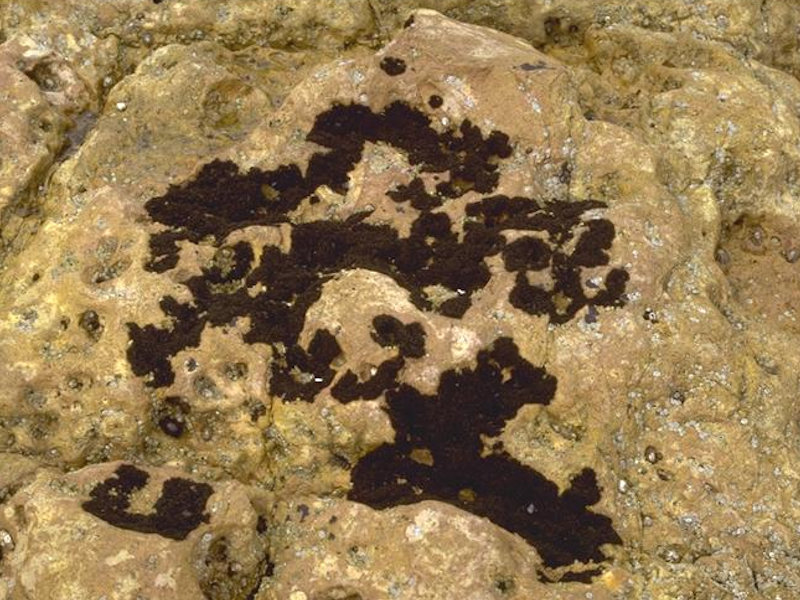 Chthamalus spp. and Lichina pygmaea on steep exposed upper eulittoral rock.